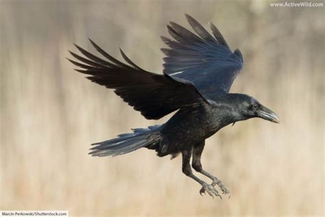 Raven Bird Facts, Pictures & In-Depth Information for Kids and Adults