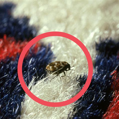 Signs of Carpet Beetle Infestation – Pest Supply Canada