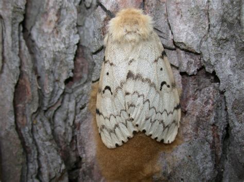 Gypsy Moth in Wisconsin – Cooperative Extension