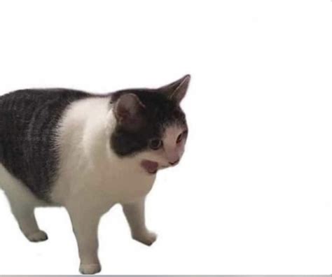 Yelling Cat Meme Template