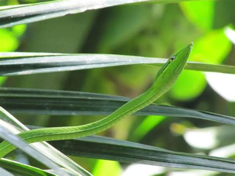 Green Vine Snake - Facts, Diet, Habitat & Pictures on Animalia.bio