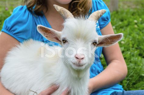 White Pygmy Goat Stock Photo | Royalty-Free | FreeImages