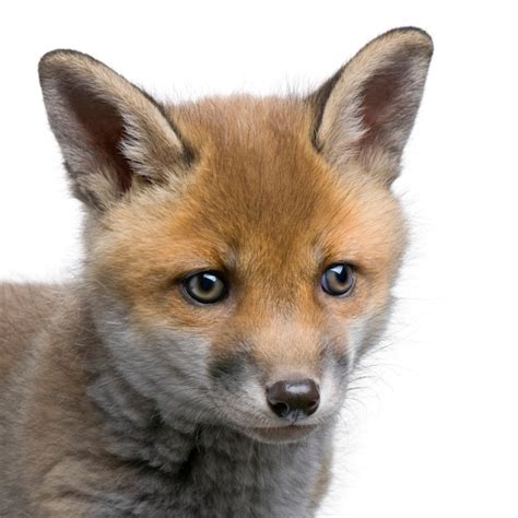 Premium Photo | Red fox cub vulpes vulpes on a white isolated