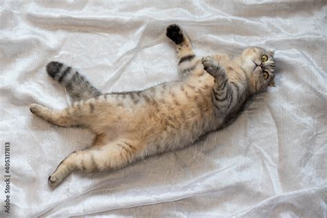 Funny fat cat sleeps on his back with his belly up. Lazy fat cat sleeping on a white blanket ...