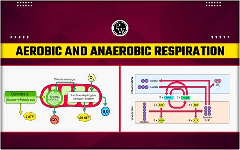 Aerobic And Anaerobic Respiration - Definition, Steps, Diagram