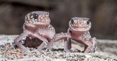 Australian Gecko Pictures - AZ Animals