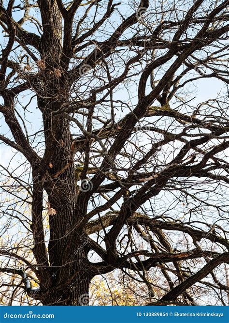 Bare Dark Oak Tree in Forest in Autumn Stock Photo - Image of bare, view: 130889854