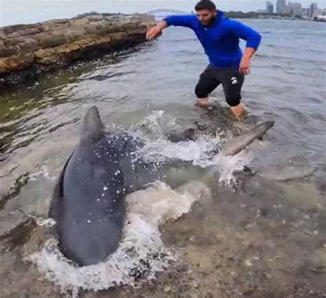 Massive bull shark caught and released in Sydney Harbour - MySailing