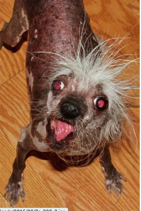 Meet the adorably ugly pups of the World’s Ugliest Dog competition