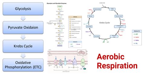 Aerobic Respiration- Definition, Steps, ATP Yield, Diagram, Uses