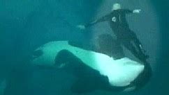 SeaWorld Near-Fatal Whale Attack Video Released - ABC News