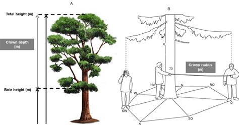 Measurement of crown depth (A) and crown radius (B) (image adapted from... | Download Scientific ...