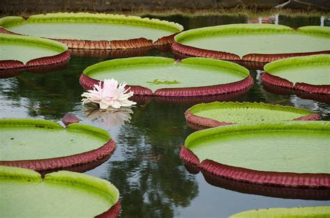 The Coolest Plants In The Amazon Rainforest - Rainforest Cruises