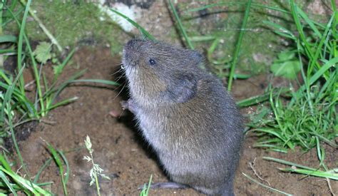 Voles in the garden - Gardening in Washington State | Washington State University