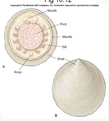 Class Monoplacophora (Mollusca) Diagram | Quizlet