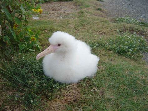 Free picture: laysan, albatross, chick, bird, phoebastria immutabalis