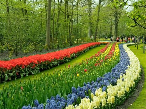 4 ways to experience tulip season in Holland | Boat Bike Tours