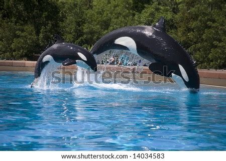 Mother And Baby Orca Whales Breaching Stock Photo 14034583 : Shutterstock