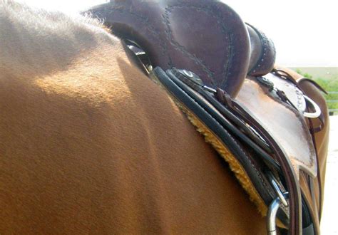 western saddle opinions - The Horse Forum