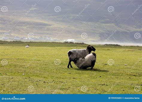 Sheep in Ireland stock image. Image of domestic, bovine - 99592603