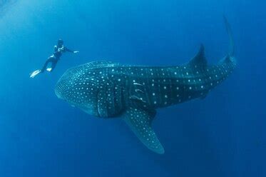 Secrets of Whale Shark Migration Revealed