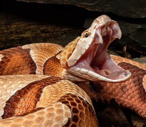 The Difference Between a Copperhead and a Cottonmouth - American Oceans