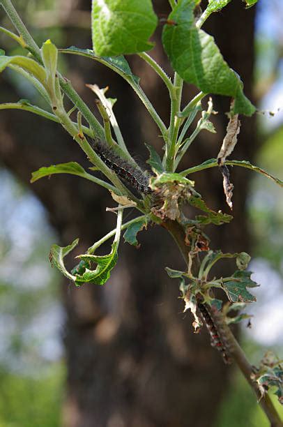 40+ Gypsy Moth Damage Stock Photos, Pictures & Royalty-Free Images - iStock