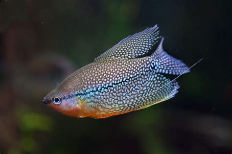 Pearl Gourami - The Care, Feeding and Breeding-of Pearl Gouramis ...