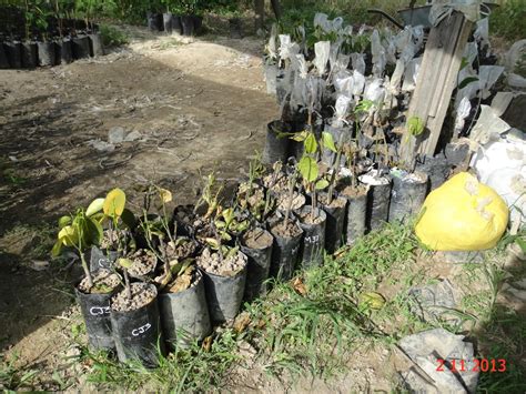 Experimental Farming: Jackfruit, Acquiring More Varieties (Transporting Jackfruit Sapling) Part 2.