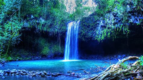 tropical water, Tropical forest, Hawaii, Isle of Maui, Maui, Palm trees ...