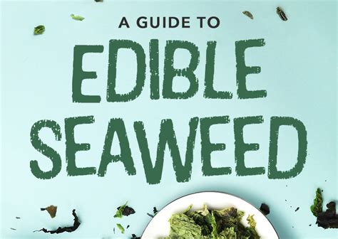 Types of Edible Seaweed: A Guide from WebstaurantStore