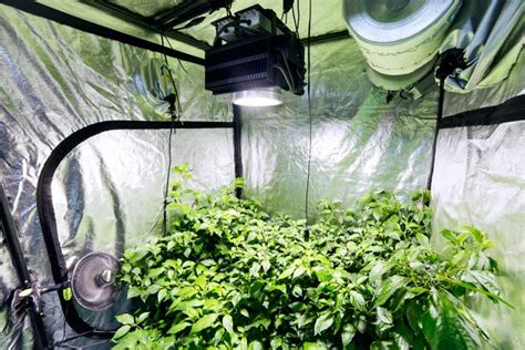 5 Simple Steps For A Perfect Indoor Grow Tent Setup - Alovegarden.com