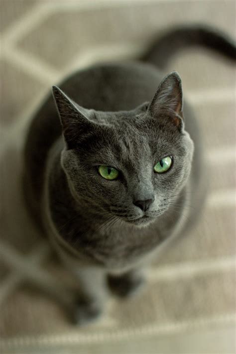 Russian Blue Cat Breed Profile | Litter-Robot