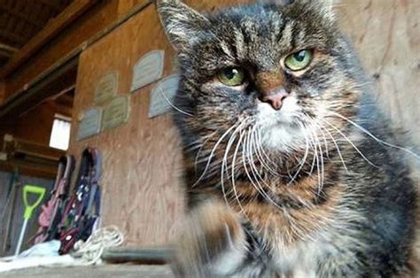 The world’s oldest cat looks like Wilford Brimley