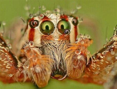 Spider eyes | Jumping spider, Creepy spider, Spiders scary