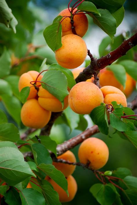 Chinese Apricot, Prunus armeniaca 'Chinese', Monrovia Plant