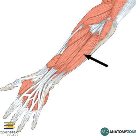 Extensor Carpi Ulnaris - AnatomyZone