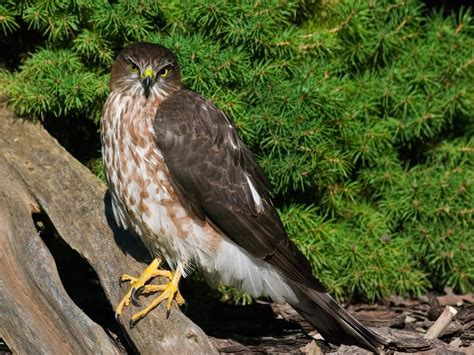 Juvenile Sharp-shinned Hawks (Identification Guide with… | Birdfact