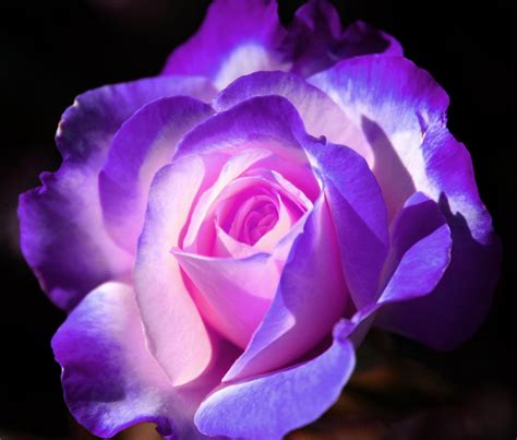 Purple Rose by LadyLuna22 on DeviantArt