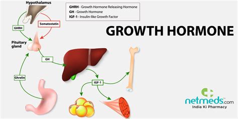 Growth Hormone