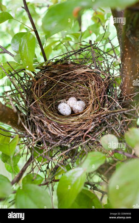 North cardinal nest with eggs hi-res stock photography and images - Alamy