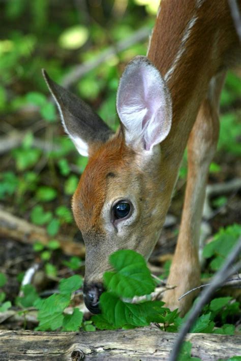 Fawn (Baby Deer) Information and Photos | ThriftyFun