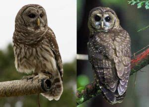 Spotted Owl Vs Barred Owl: Identification, Differences, Similarities