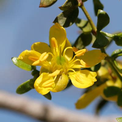 Larrea tridentata - Creosote Bush, Creosotebush - Southeastern Arizona ...