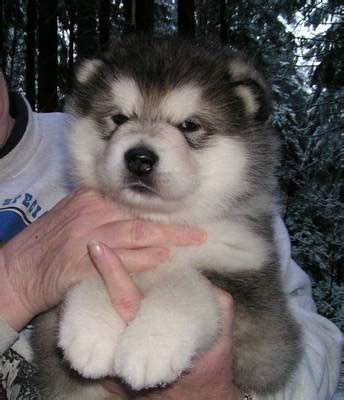 Alaskan Malamute Puppies Photos | Puppies Pictures Online