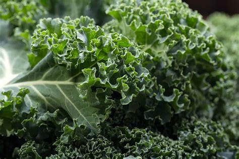 All About Kale - How to Pick, Prepare & Store | Healthy Family Project