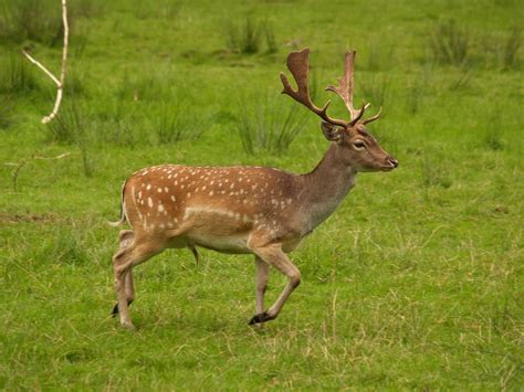 European fallow deer - Wikiwand