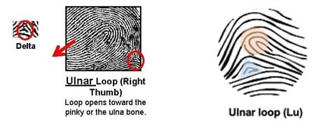 Ulnar Loop Fingerprint