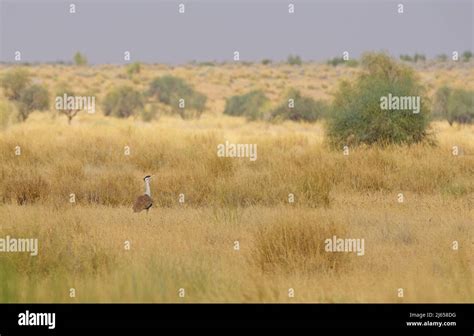 Great Indian Bustard in Natural Habitat Stock Photo - Alamy