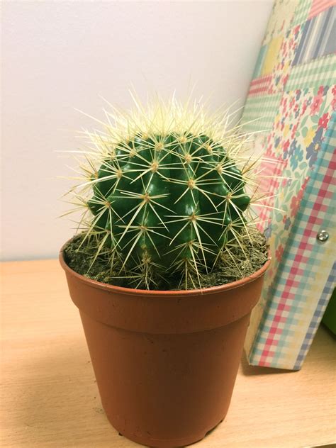 1 LARGE MATURE CACTI CACTUS SUCCULENT OFFICE INDOOR GARDEN PLANT @ 12cm POT | eBay